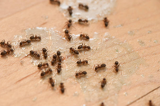 Best Exterminator Services  in Bemidji, MN