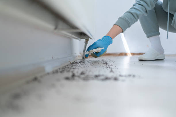 Best Ant Control Services  in Bemidji, MN